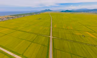 Mê mẩn những cánh đồng lúa chín vàng óng ở Hà Tĩnh