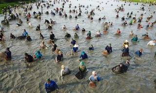 Hàng nghìn người bì bõm lội bùn bắt cá cầu may
