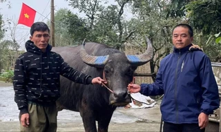 Lên mạng tìm người 'đánh rơi' trâu