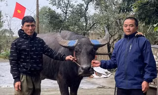 Lên mạng tìm người 'đánh rơi' trâu