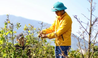 Nông dân Hà Tĩnh lắp 'mắt thần' bảo vệ Mai vàng đón Tết