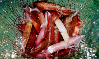 Mực nháy 'cháy' hàng, có tiền cũng không mua được 