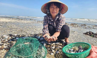 Người dân Hà Tĩnh đổ xô ngâm nước vớt 'lộc biển'