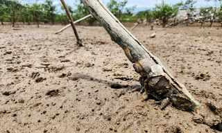 Rừng ngập mặn ở Hà Tĩnh vẫn chết hàng loạt
