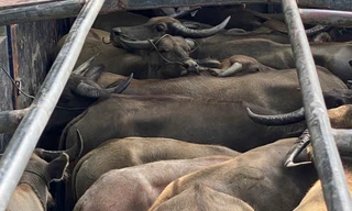 Phát hiện xe tải chở 29 con trâu không rõ nguồn gốc