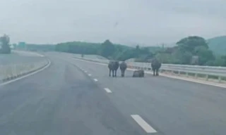 Tài xế lo lắng vì cao tốc qua Hà Tĩnh xuất hiện gia súc và người đi xe máy 