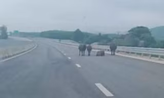 Tài xế lo lắng vì cao tốc qua Hà Tĩnh xuất hiện gia súc và người đi xe máy 