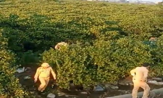 Cảnh sát vây ráp rừng bần ngập mặn, truy bắt 2 phạm nhân trốn trại 