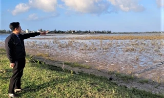 Hàng chục ha rừng ngập mặn chết 2 năm vẫn chưa rõ nguyên nhân