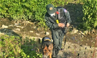 [ẢNH]: Cảnh sát truy bắt phạm nhân trốn trại trong rừng ngập mặn