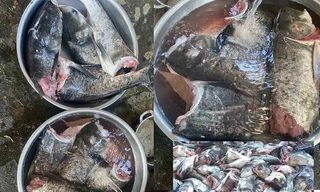 Lãnh đạo tỉnh Hà Tĩnh nói gì về vụ 10 tạ cá mè bị chết ở cửa xả nước hồ Kẻ Gỗ