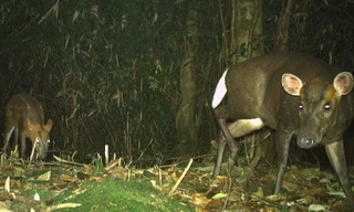 Tận thấy những loài động vật hoang dã, nguy cấp ở Vườn Quốc gia Vũ Quang 