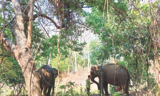 Như ở cõi Thiên thai 