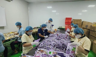 Doanh nghiệp lao đao với giá cà phê trong mơ