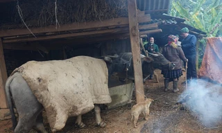 Quấn chăn, quây bạt sưởi ấm cho gia súc trong đợt rét đậm nhất năm