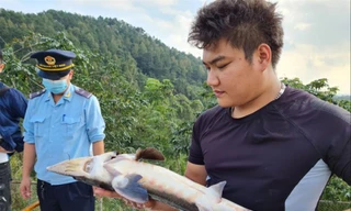 Lúng túng xác định chủng loại cá tầm nhập khẩu: Cá nội đang bị bóp nghẹt