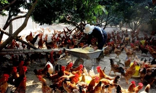 Thời tiết thay đổi khiến nguy cơ cúm gia cầm lây sang người rất cao