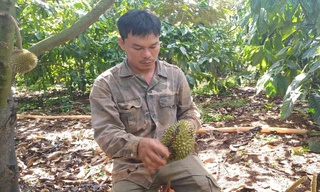 Vườn cây tiền tỷ liên tiếp bị phá hoại