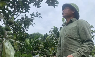 Lão nông với tuyệt chiêu nuôi kiến thay thuốc trừ sâu 