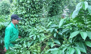 Mô hình sản xuất cà phê bền vững phát huy hiệu quả ở Krông Năng. Ảnh: A.P