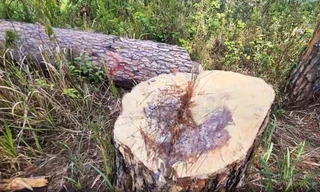 Triệt hạ hàng loạt cây thông trăm tuổi ở trung tâm Đà Lạt