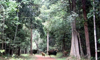 Bò tót, động vật quý hiếm, đang sinh trưởng tốt tại Khu bảo tồn 