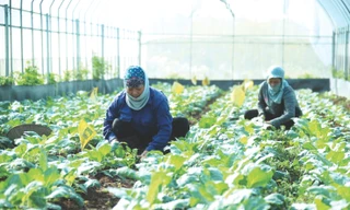 Hà Nội: Thêm 'sức bật' cho nông nghiệp hữu cơ…