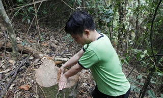 Thêm vụ chặt hạ gỗ rừng Tây Yên Tử