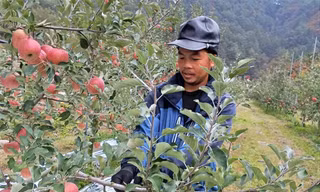 Người Cơ Tu 'hái tiền' ở Yeongyang