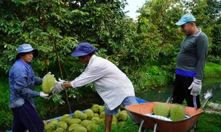 Đại phẫu 'vua' trái cây tỷ USD: Loay hoay giữa ma trận tiêu chuẩn 