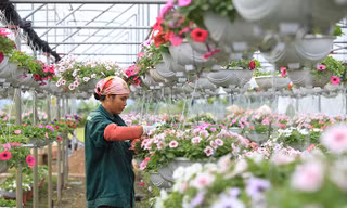 Huyện Mê Linh là một điểm sáng về phát triển sản xuất nông nghiệp với các vùng chuyên canh hoa, rau