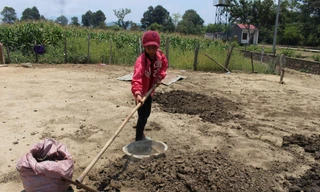 Em nhỏ người M’nông phơi phân bò giúp gia đình