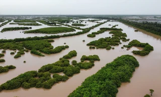 Giữ nguyên diện tích Khu bảo tồn Tiền Hải 