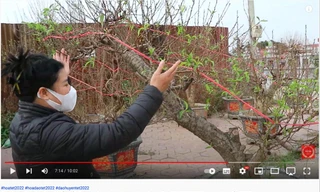 Nhà vườn giới thiệu, bán cây cảnh qua video trên mạng xã hội 