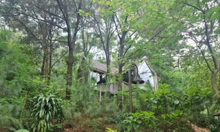 Hà Nội cấm mua bán, chuyển nhượng đất rừng Sóc Sơn 