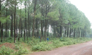 Làm đẹp mãi những cánh rừng xanh 