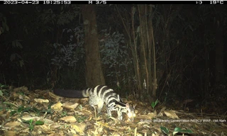 Thúc đẩy tìm kiếm các loài quý hiếm ở Việt Nam