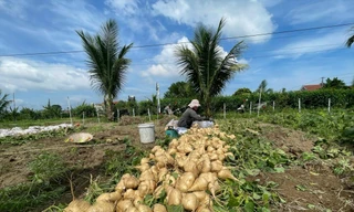 Nông dân 'khóc ròng' vì củ đậu