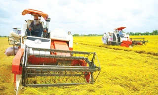 Nhờ bám sát thực tiễn, điều hành linh hoạt, sản xuất lúa năm qua đạt gần 44 triệu tấn, tăng 1,1 triệu tấn so với năm trước