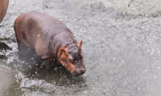 Bé hà mã đầu tiên sinh ra ở vườn thú Hà Nội đã được đặt tên, mang ý nghĩa gì?