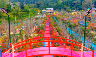 Cận cảnh điểm "check-in" mới ở Đà Lạt đang gây tranh cãi, nhiều người phản ứng gay gắt