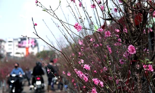 Miền Bắc sắp đón 2 đợt không khí lạnh liên tiếp trước thềm Tết Nguyên đán 2024