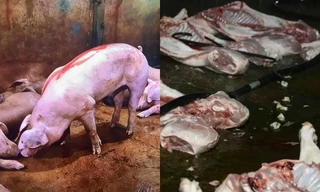 Bắt giữ chủ cơ sở giết mổ, phân phối thịt lợn nhiễm bệnh vào chợ và quán ăn ở Hà Nội