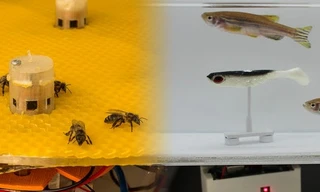 Thiết bị đầu cuối đặt giữa đàn ong và robot đặt giữa đàn cá làm nhiệm vụ phiên dịch giữa 2 loài.