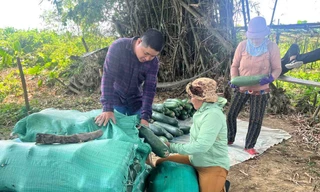 Nông dân lao đao với bí đao