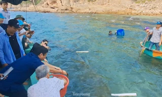 Bình Định kết hợp du lịch với bảo vệ đại dương và hệ sinh thái biển 