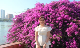 Hoa giấy bung nở rực rỡ dọc sông Hàn