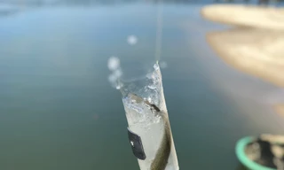 Độc, lạ cách câu loài cá không thể bơi ngược ở Đà Nẵng 