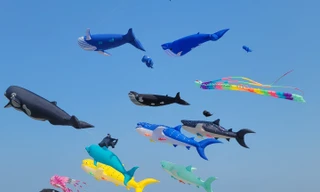 Cá voi xanh, bạch tuộc 'tung tăng' trên bầu trời Đà Nẵng