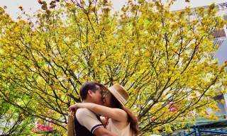 Cây mai vàng nở muộn 'hot' nhất Đà Nẵng 